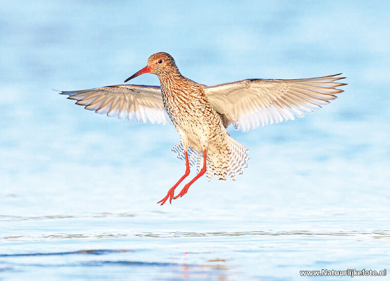 Common redshank postcard (0717)