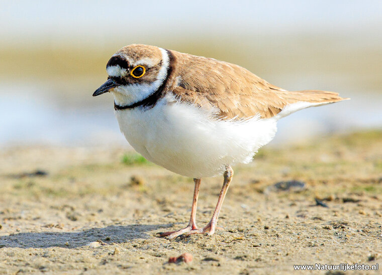 Little ringed plover postcard (0718)