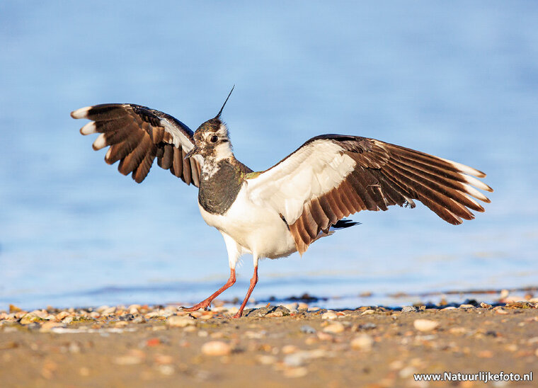 Northern lapwing postcard (0719)