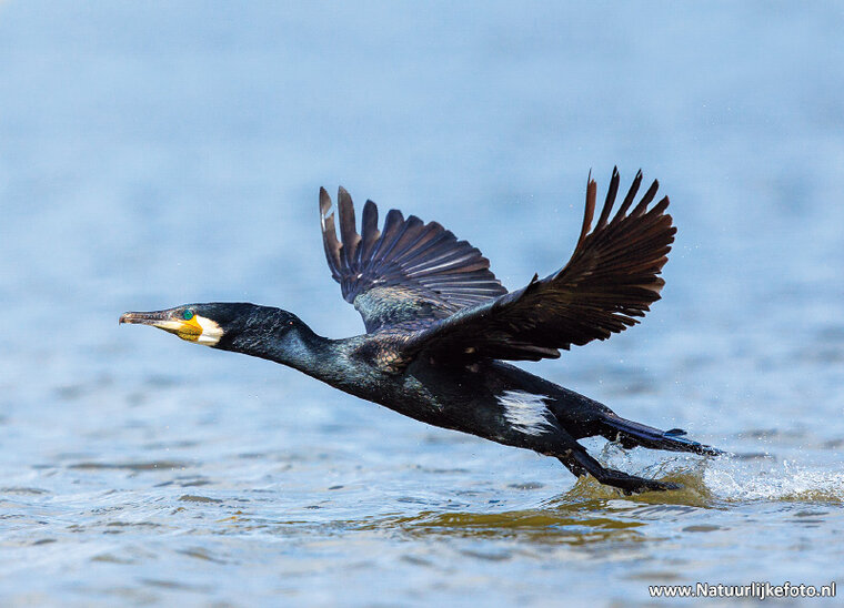 Great cormorant postcard (0720)