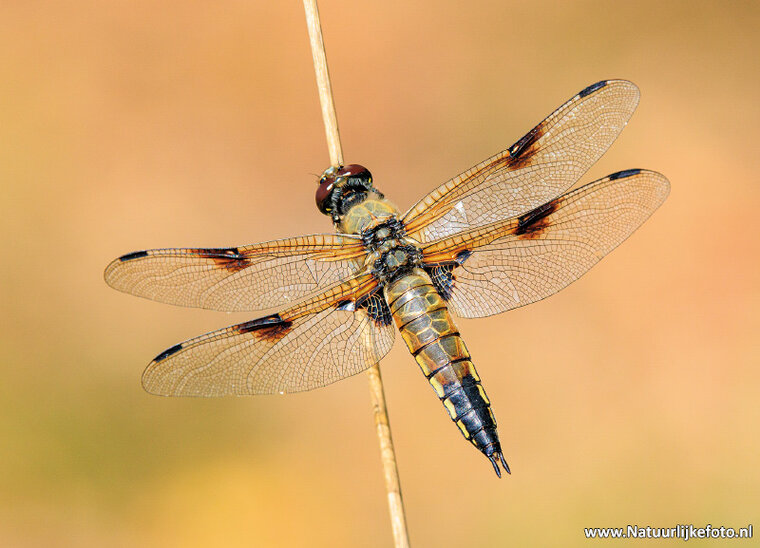 Four-spotted chaser postcard (0724)