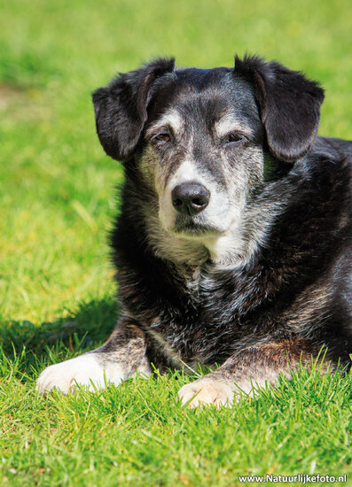 Dog postcard (0726)