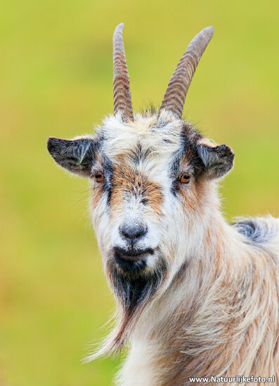 postcard Dutch Landrace goat (0727)