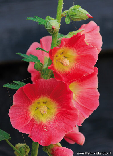 postcard hollyhock - flower postcard (0729)