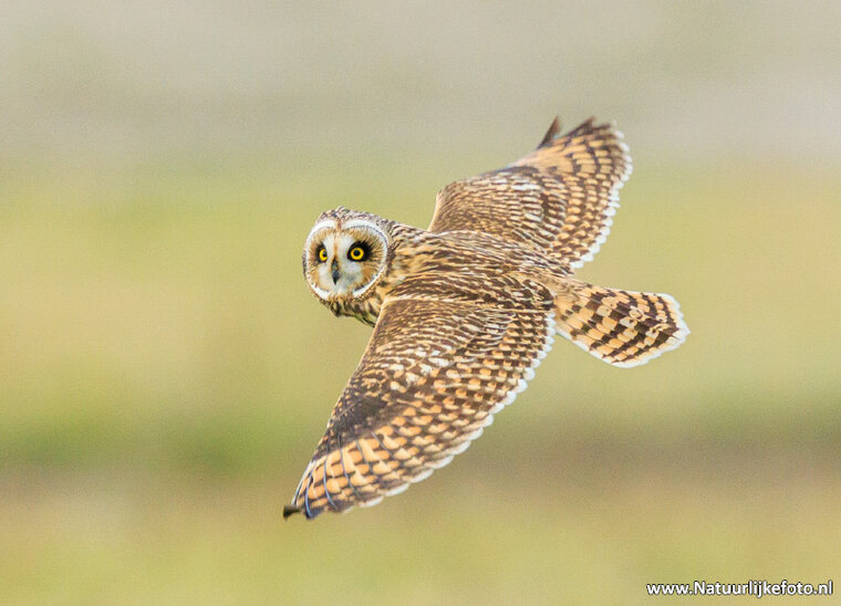 postcard short-eared owl (0740)