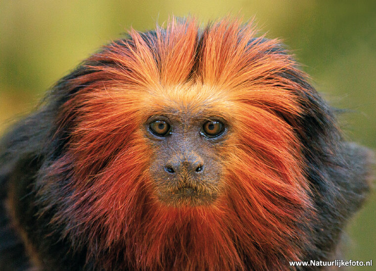Golden lion tamarin postcard - zoo postcards (0745)