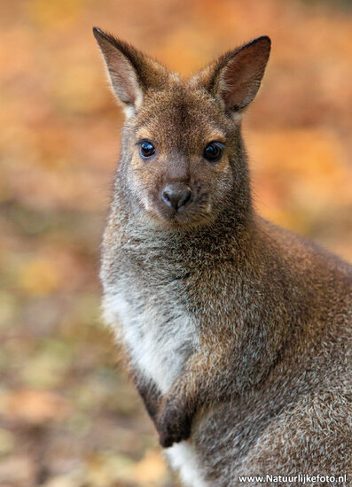 Red-necked wallaby postcard - zoo postcard (0746)