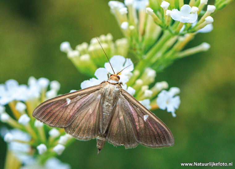 postcard box tree moth (0752)