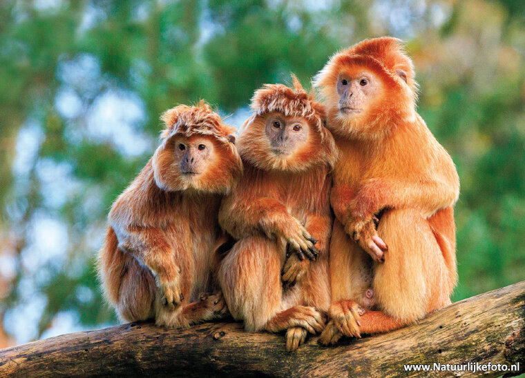 East Javan langur postcard - zoo postcards (0754) East Javan langur postcard - zoo postcards (0754)