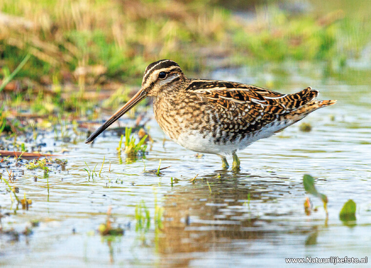 Common snipe postcard (0756)