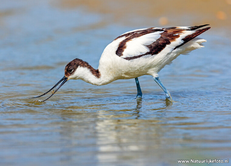 Pied avocet postcard (0757)