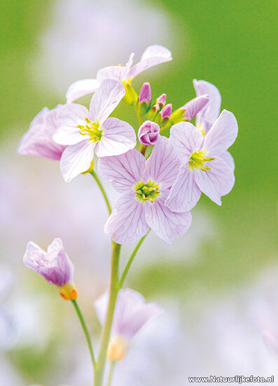 Cuckoo flower postcard (0768)