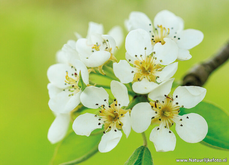 postcard blossom - flower postcard (0769)