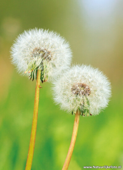 postcard faded dandelions - flower postcard (0770)
