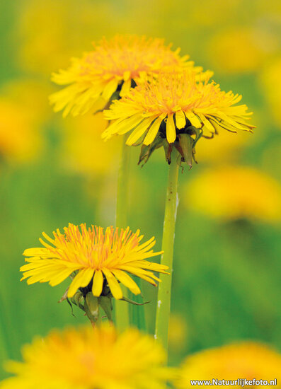 postcard dandelions - flower postcard (0773)