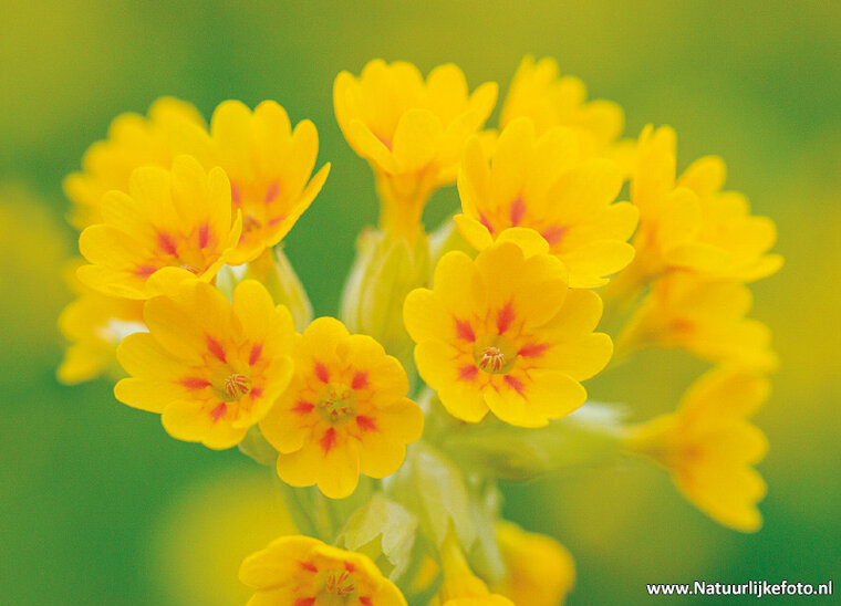 postcard common cowslip (0774)