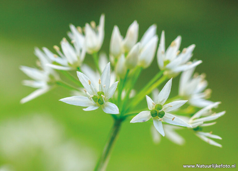 postcard wild garlic - flower postcard (0776)