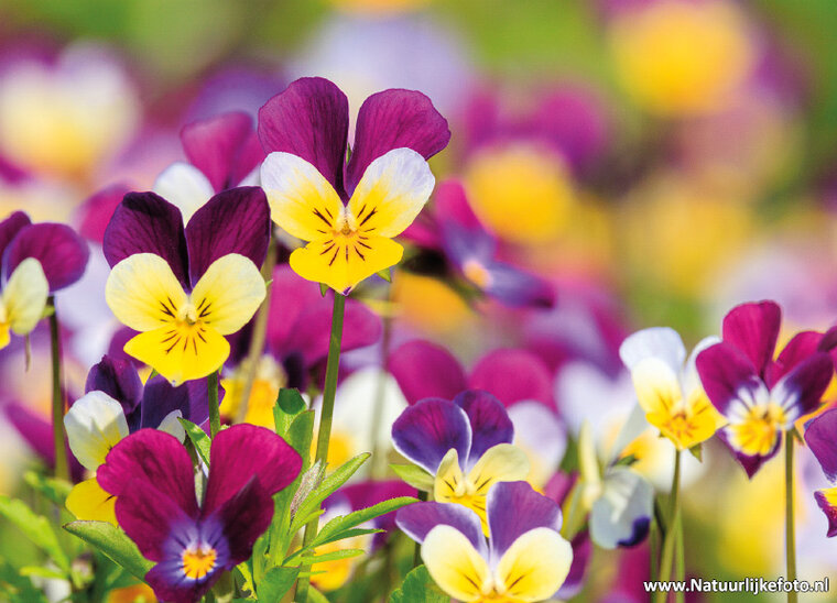 postcard Violet - flower postcard (0778)