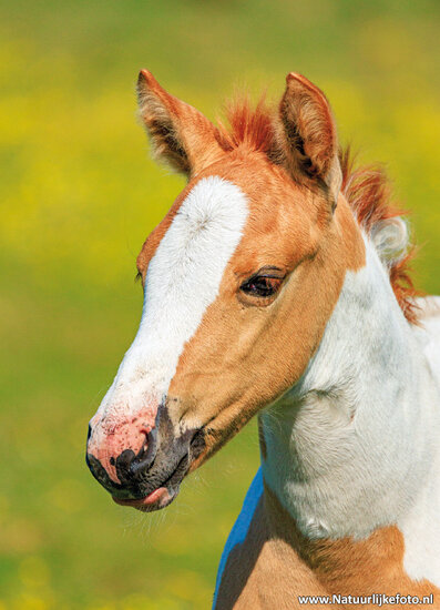 postcard foal