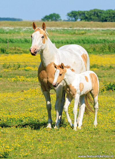 postcard horse with foal