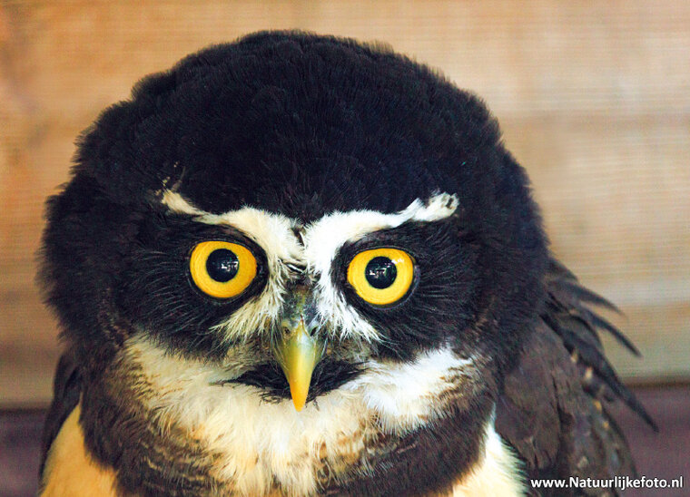postcard spectacled owl