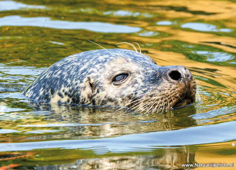 Seal postcard (0784)