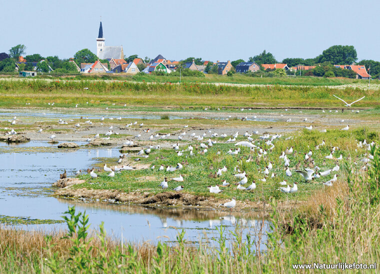 Petten on Texel postcard (0789)
