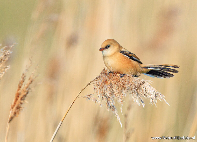 Bearded reedling postcard (0790)