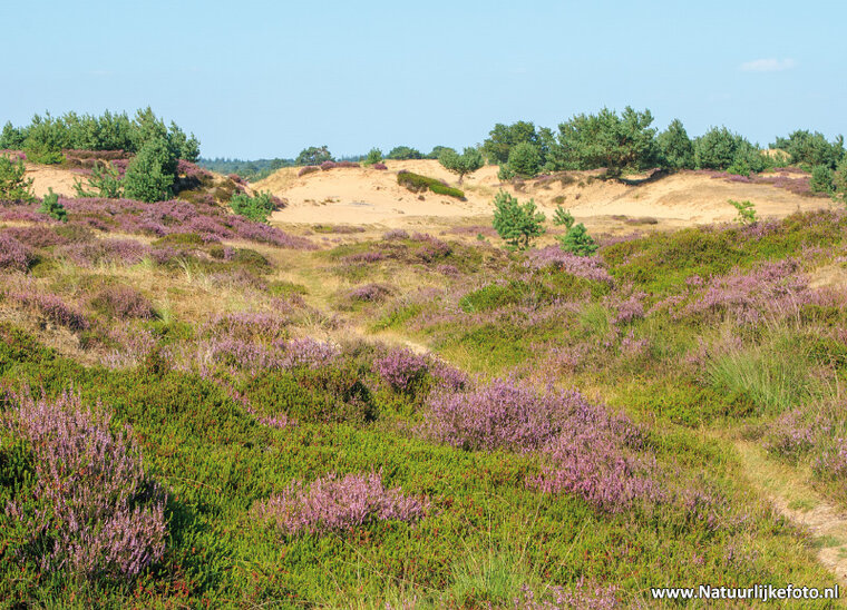 Aekingerzand - Appelscha postcard (0791)