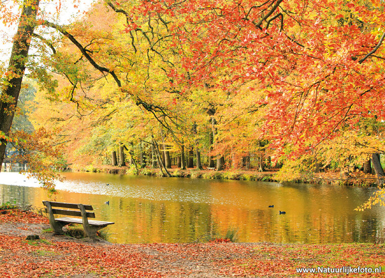 Bench in autumn postcard (0604)