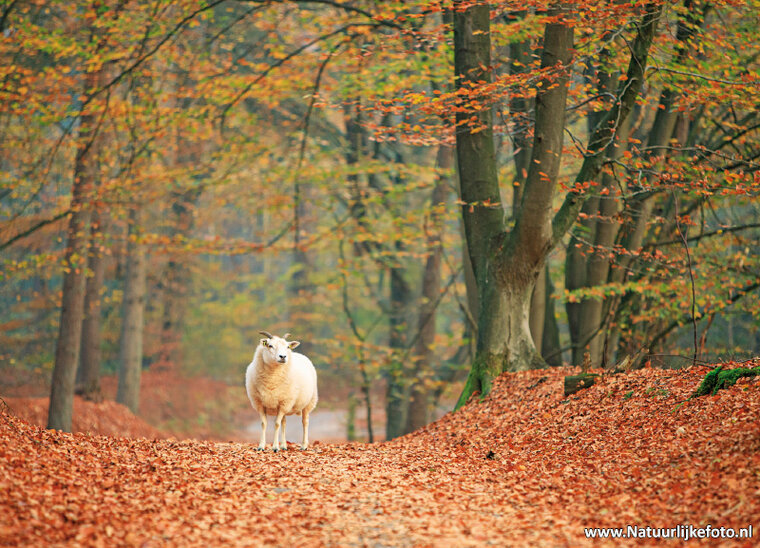 Sheep in Autumn postcard (0606) Sheep in Autumn postcard (0606)
