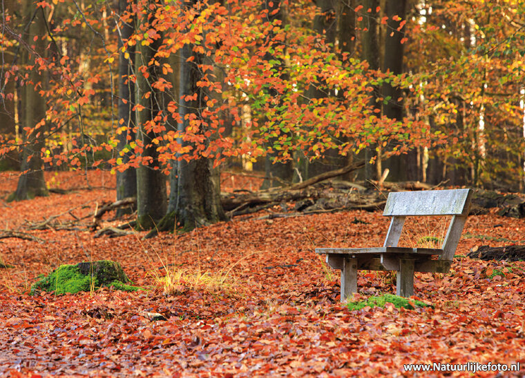 Bench in Autumn postcard (0608)