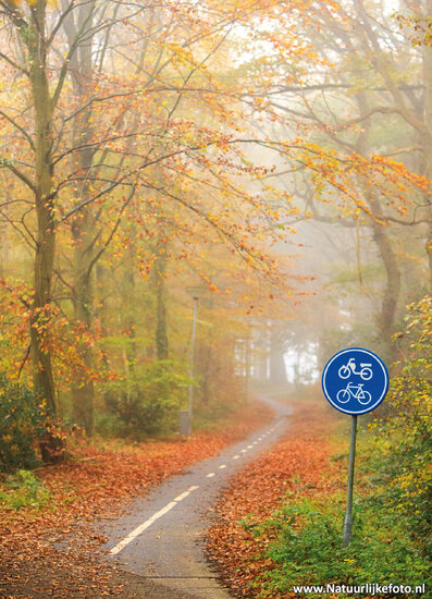 Bicycle path in the autumn postcard (0609)