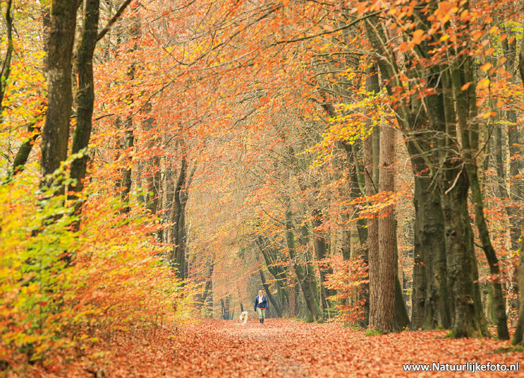 Autumn lane postcard (0610)