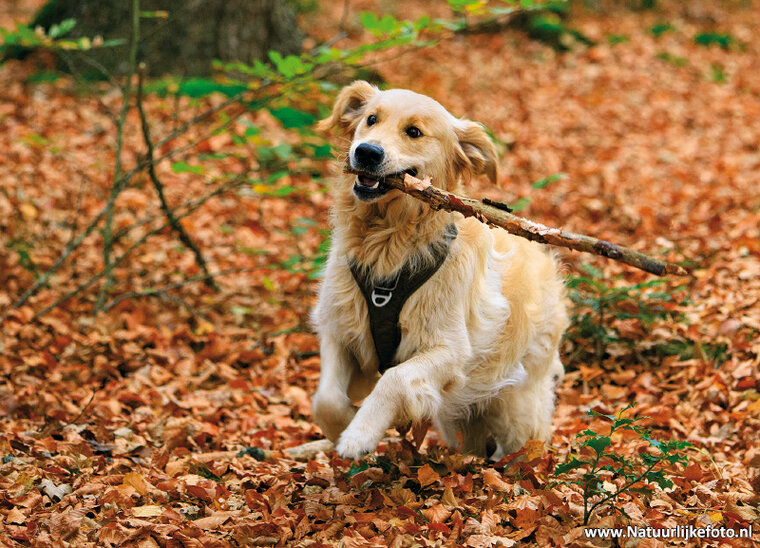 Golden retriever dog postcard (0611) Golden retriever dog postcard (0611)