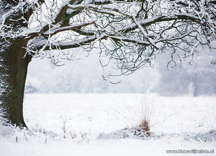 Winter landscape postcard (0612)