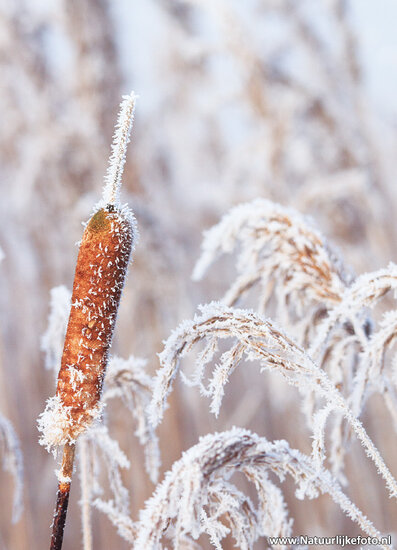 Common bulrush postcard (0613)