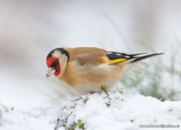European goldfinch postcard (0615)