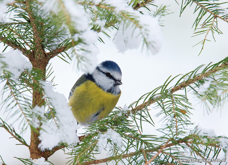 Eurasian blue tit postcard (0617)