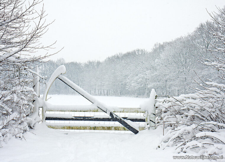 Fence in winter postcard (0618)