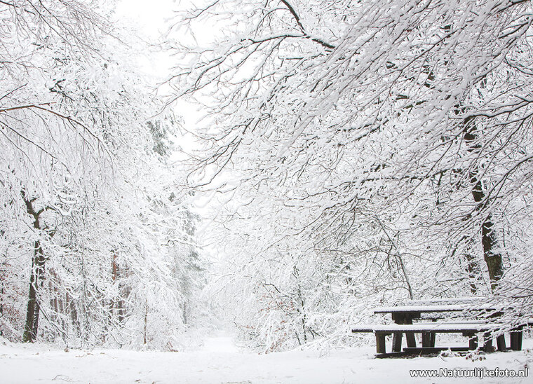Picnic table postcard (0619)