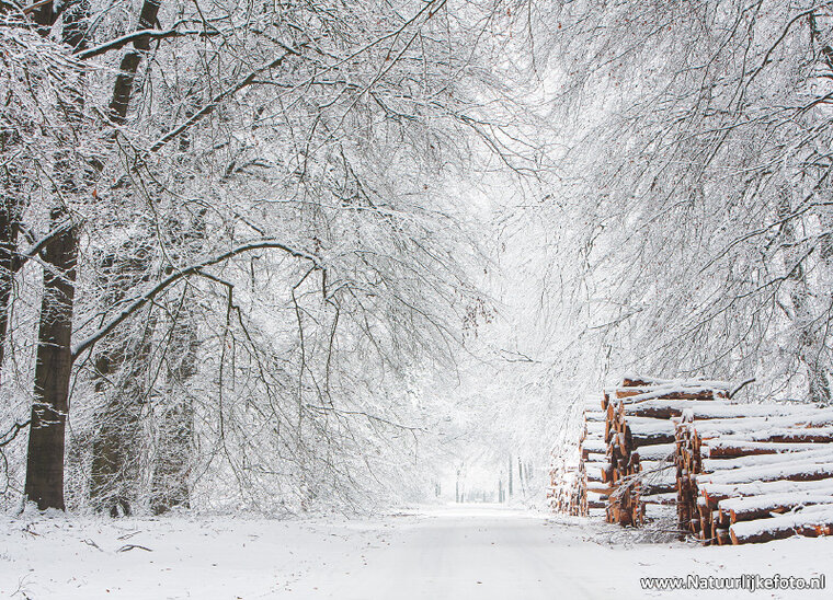 Winter lane with tree trunks postcard (0620)