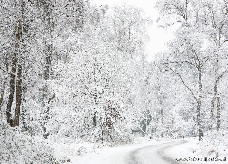 Road in winter postcard (0621)