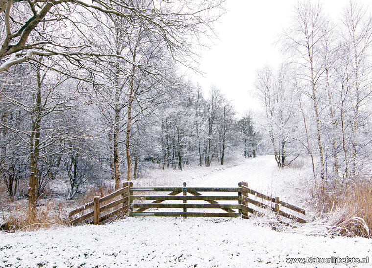 Winter fence postcard (0623)