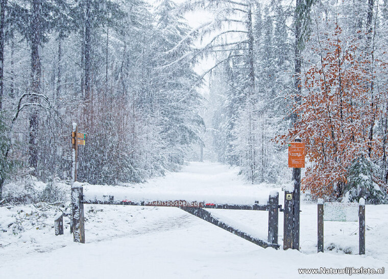 Winter lane postcard (0626)