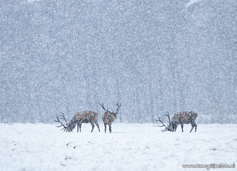 postcard Red deer (0627)