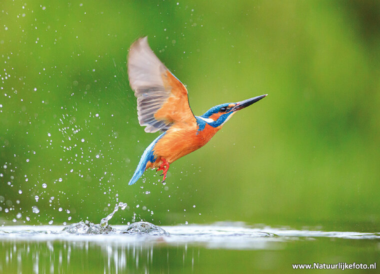 Flying kingfisher postcard (0629)