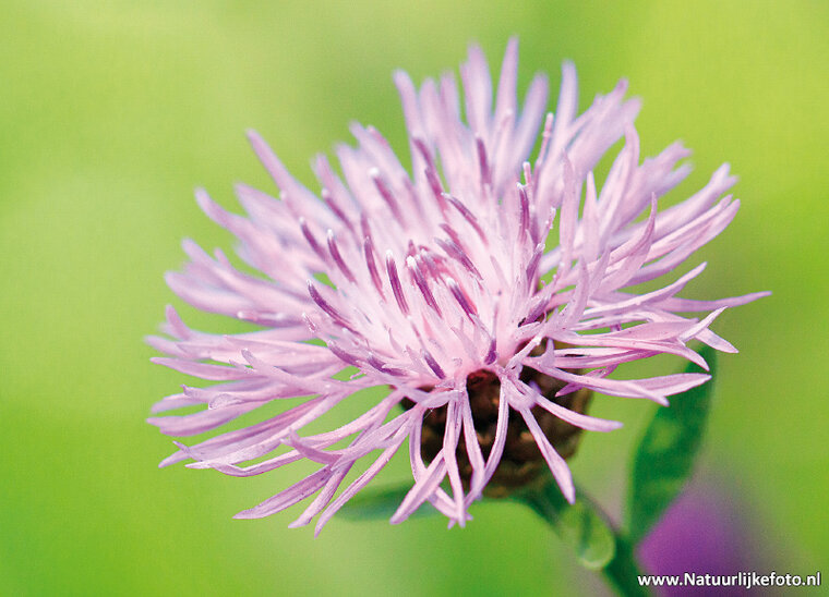 postcard brown knapweed flower (0630)