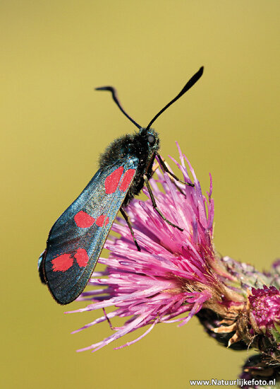 postcard cinnabar moth (0631)