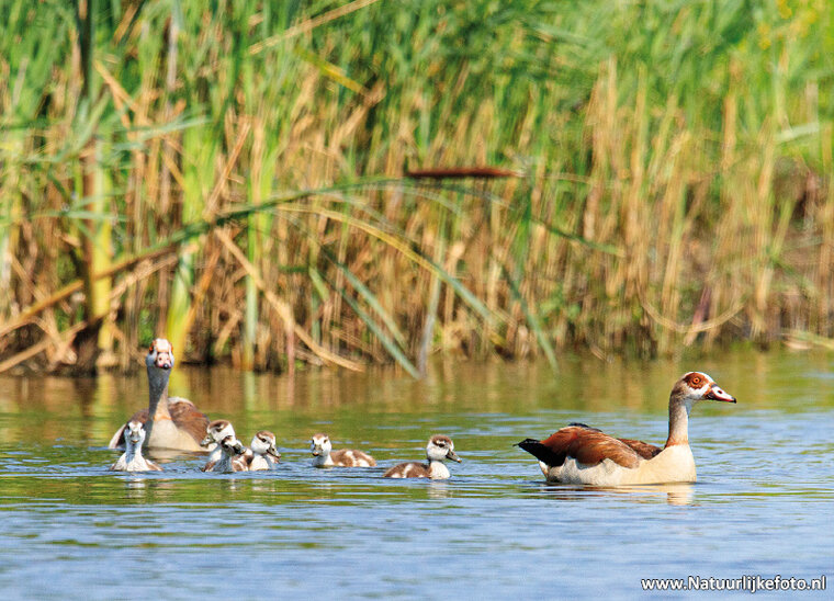 Egyptian geese postcard (0633)